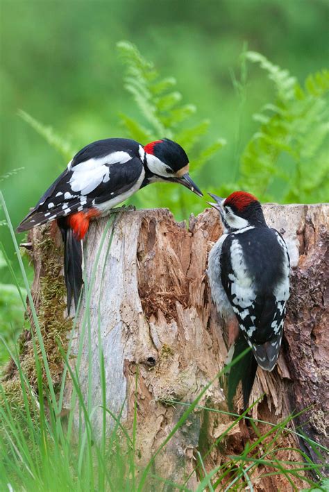 Great Spotted Woodpecker Credit Da Manne Beautiful Birds Pet Birds