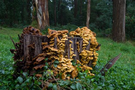Armillaria Luteobubalina Dealing With Honey Fungus In Tasmania