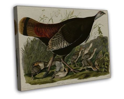 john james audubon wild turkey audubon fine art 20x16 inch framed canvas print