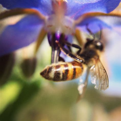 This minecraft bee guide will help you find bee biomes, harvest honey, and grow your own minecraft bee empire. TOP 10 BEE-FRIENDLY FLOWERS - Beekeeping Like A Girl