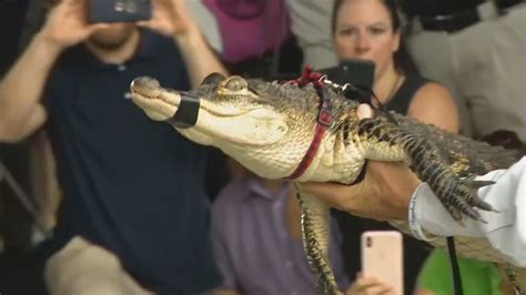 Watch Chicago Alligator Captured Removed From Park Lagoon
