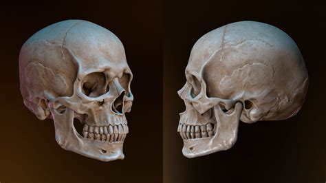 Human Skull Caucasian Male 3d Asset Game Ready Cgtrader Human Skull