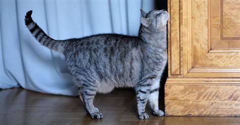 8 Unique Cat Behaviors Explained Zoetis Petcare