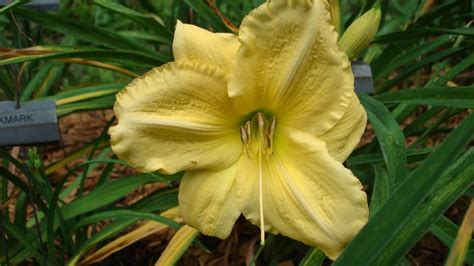 Daylily Hemerocallis Paris Lights In The Daylilies Database Garden Org