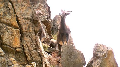 Group Of Mountain Goats Climbing On Rocks Youtube