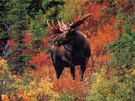 Wildlife Desktop Backgrounds - Wallpaper Cave