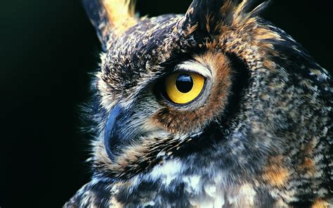 Animal Great Horned Owl Hd Wallpaper