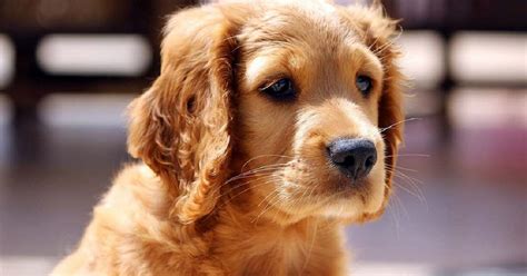 L'alimento per cani allergici deve essere privo di alcune fonti proteiche e/o di carboidrati. Alimenti funzionali per cani: a cosa servono, cosa e quali ...