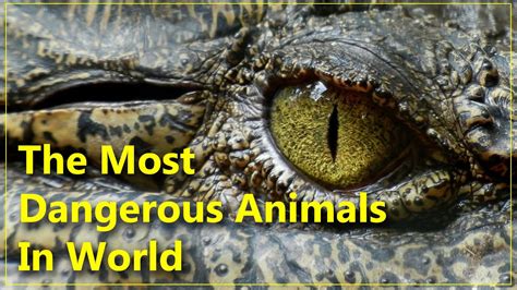 The Most Dangerous Animals In World Youtube