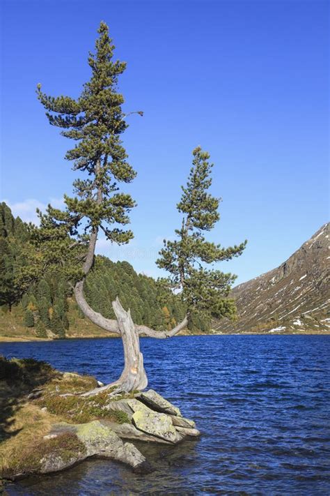 Old Pine Tree Stock Image Image Of Rolling Nonurban 31147439