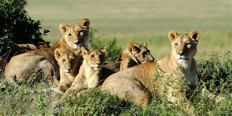 Living With The Marsh Lions Safaribookings