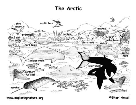More free printable colouring pages for kids. Arctic Animals (Labeled) - Coloring Nature