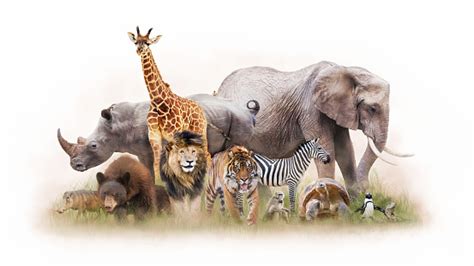 Group Of Zoo Animals Together Isolated Stock Photo Download Image Now
