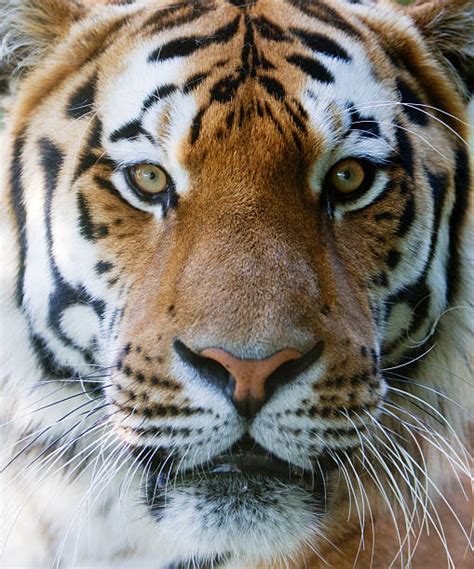 Best Tiger Face Stock Photos Pictures And Royalty Free