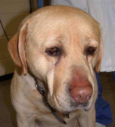 You can also determine your puppy's heart rate by feeling for her pulse in her groin, where the femoral artery passes. Animal Endocrine Clinic: Hypothyroidism: One of the Top 10 ...
