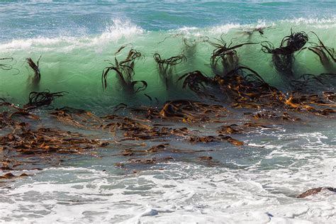 Seaweed In Waves Photograph By Ben Adkison Fine Art America