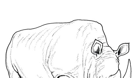 Baby rhino being silly and playing in mud compilation. Rhinoceros Coloring Pages at GetColorings.com | Free ...