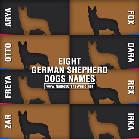 Eight Names For German Shepherd Dogs
