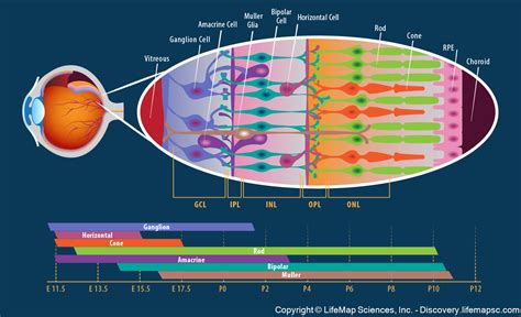 The Cellular Structure Of The Retina Infographic Lifemap Discovery