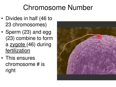 Warm Up What Happens In Mitosis Todays Objective Ppt Download