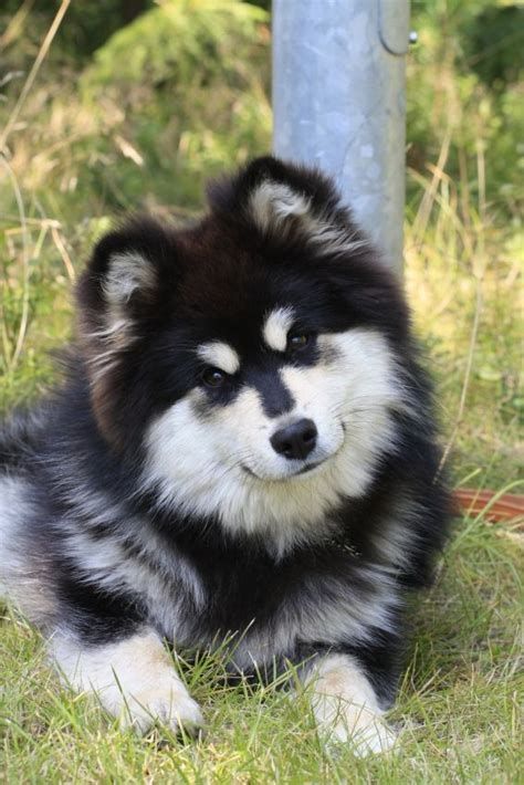 Finnish Lapphund Dog Puppy Cute Puppies Dogs And Puppies Pet Dogs