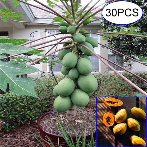 Bonsai 5pcs Fresh Dwarf Papaya Fruit Potted Plant Organic Garden Seeds