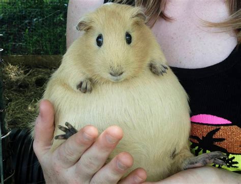 These Pregnant Animals Are Bursting With Cuteness Pet Guinea Pigs