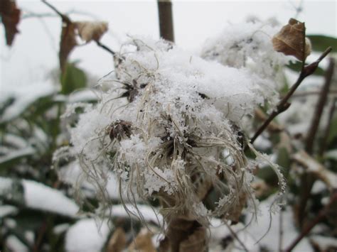 These clematis do not necessarily need pruning. Clematis - Queen of the Vines - Blog - Embassy Landscape Group