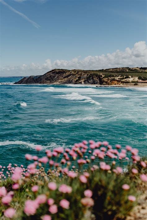 Cluster Of Pink Flowers Growing At The Oceans Edge Nature Photos