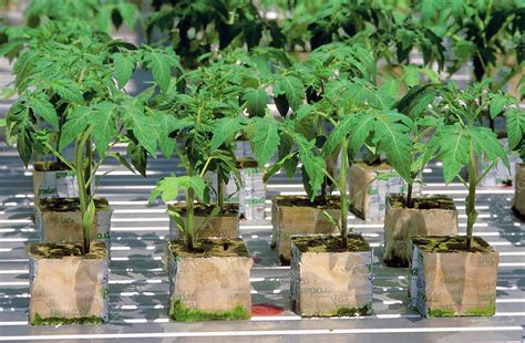 Hydroponic Tomato Plants Stock Image C0273370 Science Photo Library