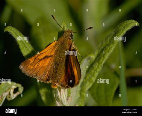 A Small Skipper Butterfly Thymelicus Sylvestris At Rest Stock Photo