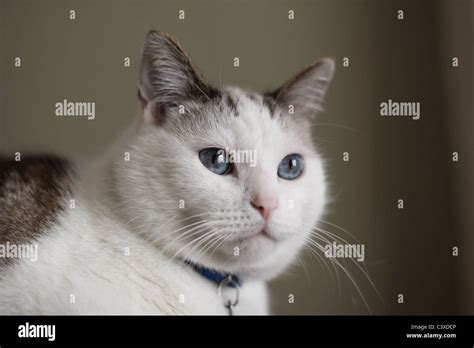 A Close Up Of A Pretty White Cat With Big Blue Eyes Stock Photo Alamy