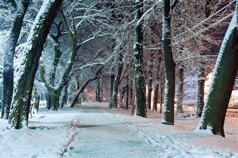 Winter Scene Stock Image Image Of Path Light Colorful 37127903