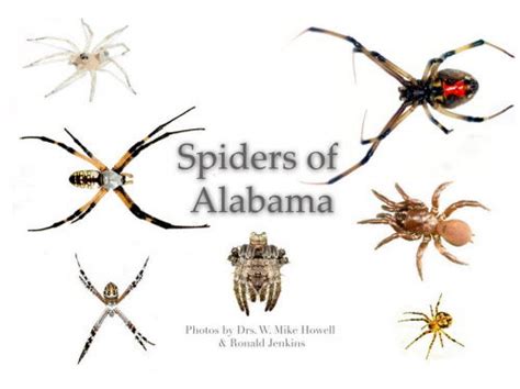 Spiders Of Alabama 58 Spiders You Should Know