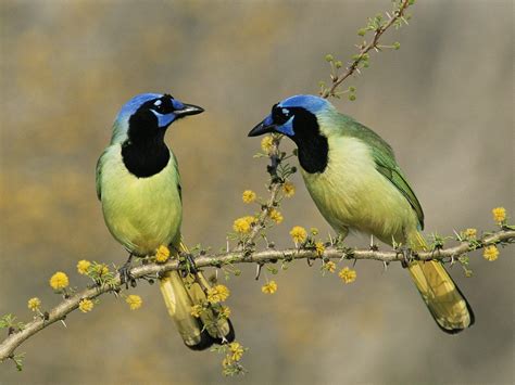 Two Birds Wallpapers Wallpaper Cave