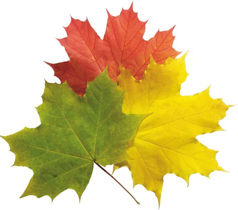 Leaf pngs on this page are free of charge. Download Autumn Png Leaves HQ PNG Image | FreePNGImg