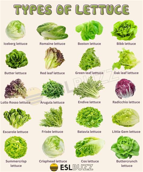 Different Types Of Lettuce A Vocabulary Guide For English Learners