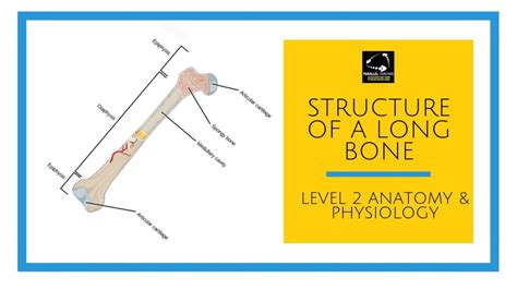 Bones protect the various organs of the body, produce red and white blood cells, store minerals. Long Bone Diagram Labeled Compact Bone - Bone Histology ...