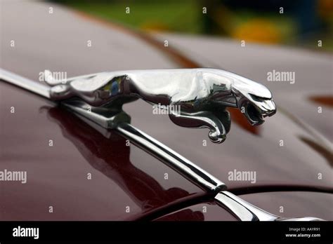 Leaping Cat On Front Of Jaguar Car Stock Photo Alamy