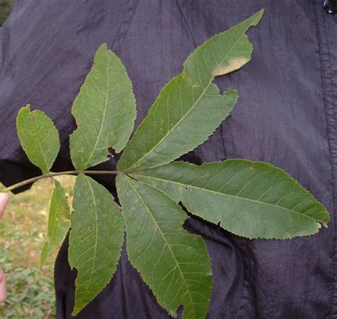 Carya Cordiformis Bitternut Hickory Go Botany