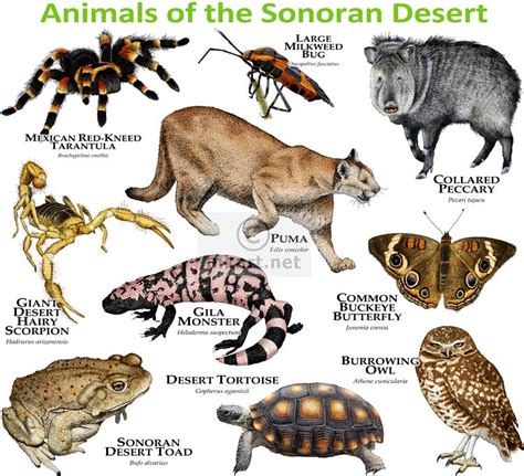 Sonoran Desert Animals And Plants