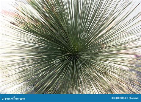 Top View Of Green Grassy Plant Nature Stock Photo Image Of Grasses