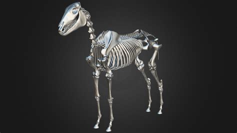 Horse Skeleton 3d Model Buy Royalty Free 3d Model By Yacine Brinis