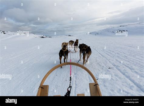 Husky Dogs On A Sled In Lapland Stock Photo Alamy