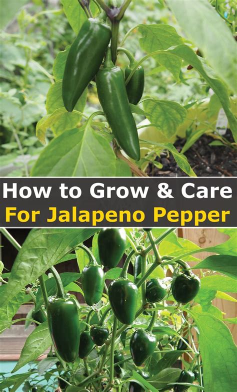 Jalapeno Plant Care How To Grow And Care For Jalapenos In 2021