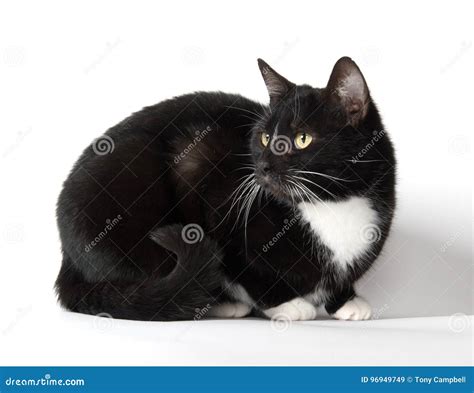 Cute Tuxedo Cat On White Stock Image Image Of White 96949749