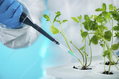 Biologist Working With Seedlings In Plant Laboratory Stock Image