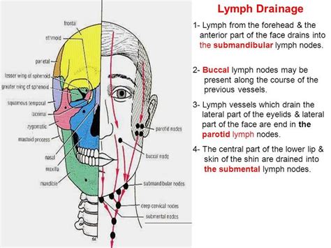 Image Result For Anterior Part Of Face Lymph Lymph System Lymph