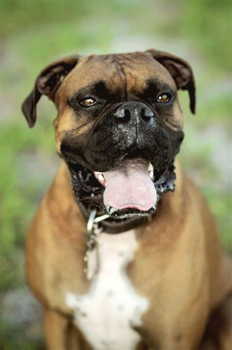 West coast boxer rescue facilitates foster/adoption in california & nevada. Bubba - New Jersey Boxer Rescue