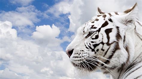 We have an extensive collection of amazing background images carefully chosen by our community. Wild Animal Wallpapers - Wallpaper Cave